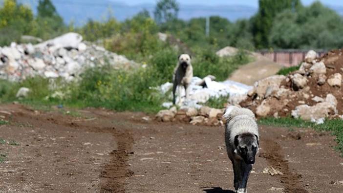 Sahipsiz köpekler yöre halkının korkulu rüyası oldu