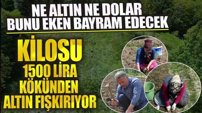 Kilosu 1500 bin lira bunu eken bayram edecek! Kökünden altın fışkırıyor