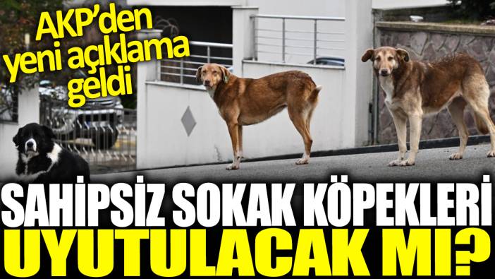 Sahipsiz sokak köpekleri uyutulacak mı? AKP'den yeni açıklama geldi