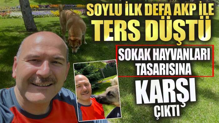 Soylu ilk defa AKP ile ters düştü! Sokak hayvanları tasarısına karşı çıktı