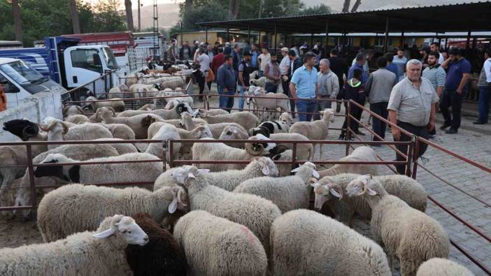 Aydın’da kurbanlıklar pazara indi