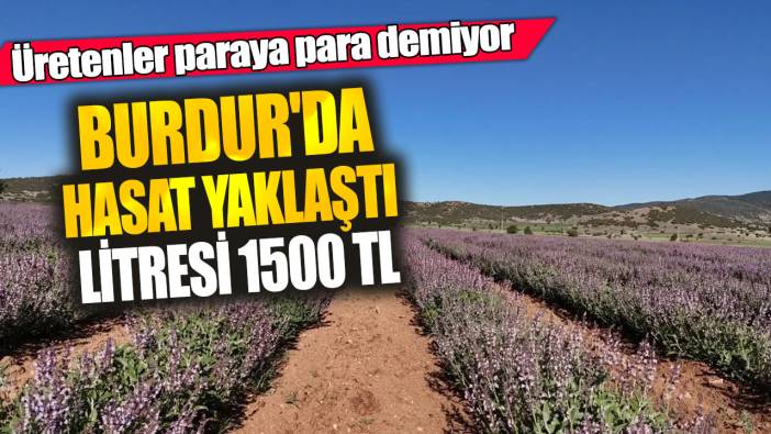 Burdur'da hasat yaklaştı Litresi 1500 TL! Üretenler paraya para demiyor