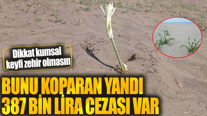 Bunu koparan yandı 387 bin lira cezası var! Dikkat kumsal keyfi zehir olmasın