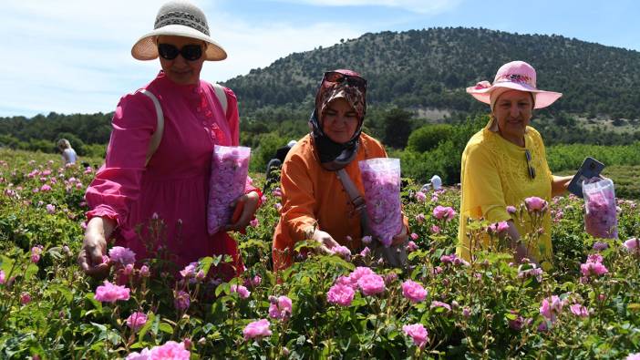 Uluslararası Isparta Gül Festivali gül hasadıyla renklendi