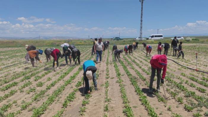 Mevsimlik tarım işçileri ekmek parası için ter döküyor