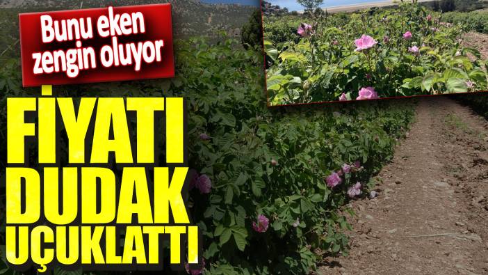 Bunu eken zengin oluyor: Fiyatı dudak uçuklattı