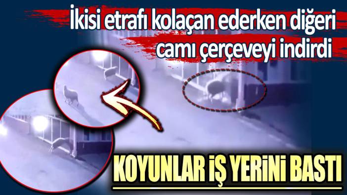 Koyunlar iş yerini bastı: Camı çerçeveyi indirdi