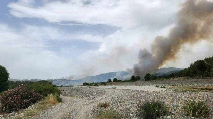 Muğla'da orman yangını