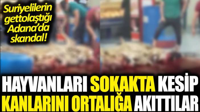 Suriyelilerin gettolaştığı Adana'da skandal! Hayvanları sokakta kesip kanlarını ortalığa akıttılar