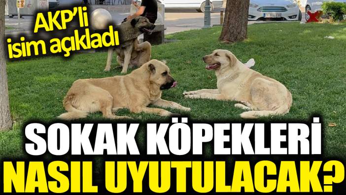 Sokak köpekleri nasıl uyutulacak? AKP'li isim açıkladı