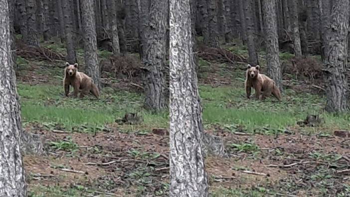 Pas vermeyen ayıya öyle bir şey dedi ki. Yüzünde güller açtı