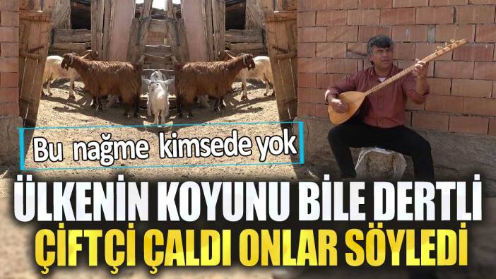 Ülkenin koyunu bile dertli. Çiftçi çaldı onlar söyledi