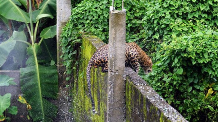 Hindistan'da leoparlar çocukları öldürdü!