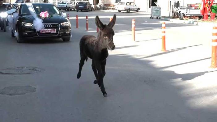 Gelin arabasının önünü çocuklar değil sıpa kesti. Abi bir saman parası