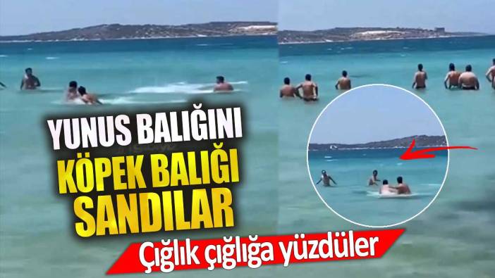 Yunus balığını köpek balığı sandılar. Çığlık çığlığa yüzdüler