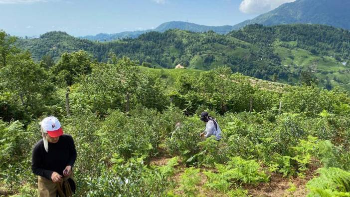 Her derde deva. Hem yerel pazarlarda hem de ülke genelinde büyük ilgi görüyor