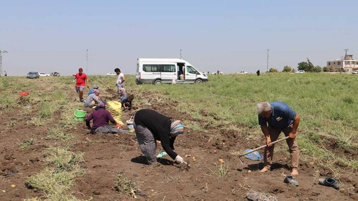 Markette 15 lira olan sebzeyi hayrına bedava dağıttı