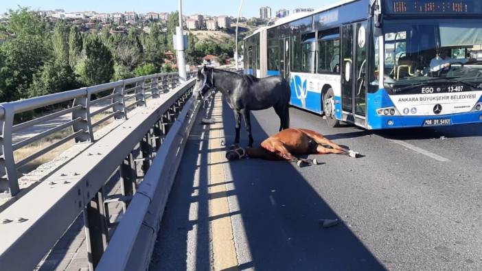 Ankara'da otomobil başıboş ata çarptı