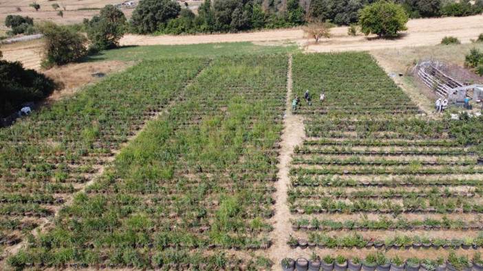 Kilosu 300 lira. Birçok ülkeye ihraç ediliyor: Tam bir şifa deposu