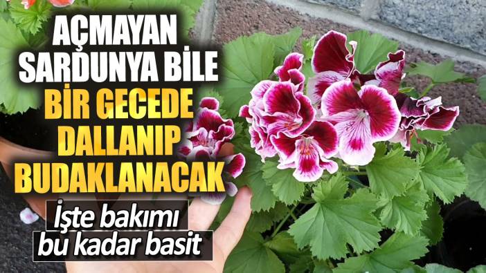 Açmayan sardunya bile bir gecede dallanıp budaklanacak. İşte bakımı bu kadar basit