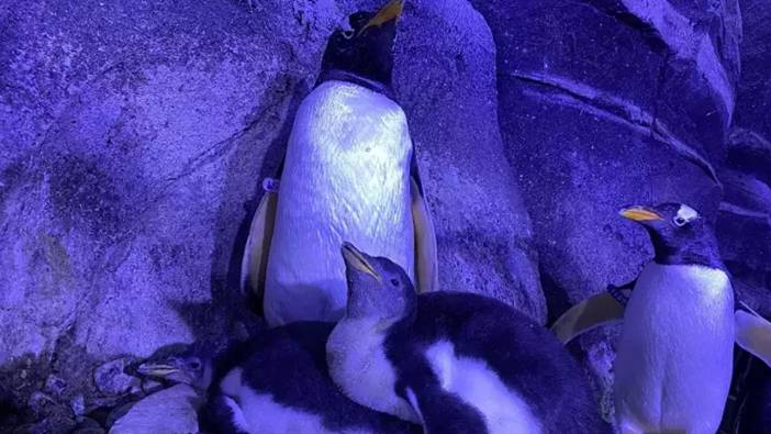 İstanbul’da gentoo türü dört penguen dünyaya geldi