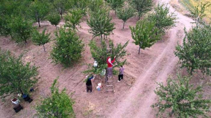 Ankara'da hasadı başladı. Suyunu içen şifa buluyor