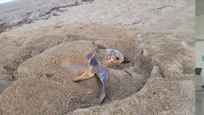 Manavgat'ta caretta carettalar mavi sularla buluşmaya başladı