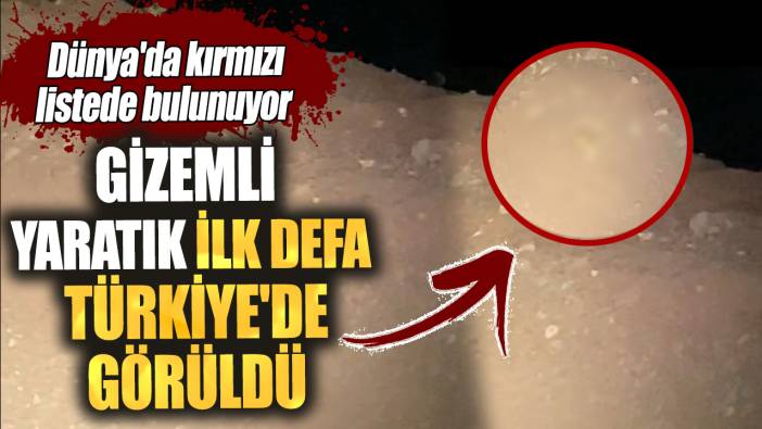 Dünya'da kırmızı listede bulunuyor. Gizemli yaratık ilk defa Türkiye'de görüldü