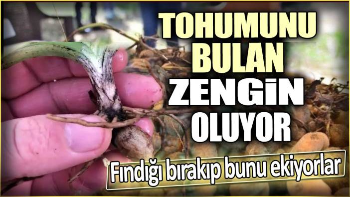 Fındığı bırakıp bunu ekiyorlar. Tohumunu bulan zengin oluyor