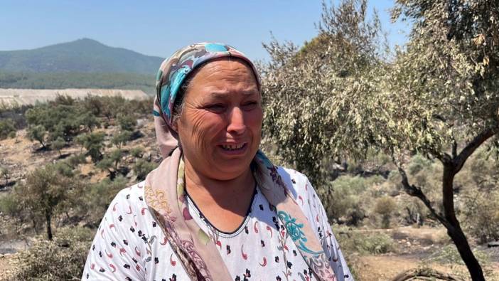 Muğla'da çıkan yangında zeytinlikler zarar gördü