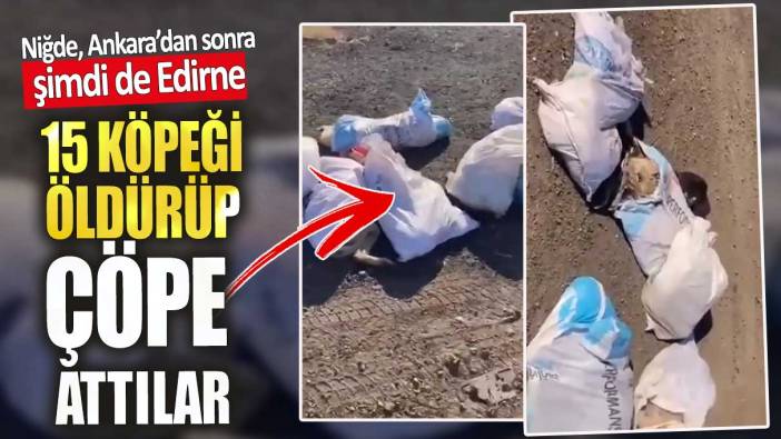 Edirne’de  15 köpeği öldürüp çöplüğe attılar