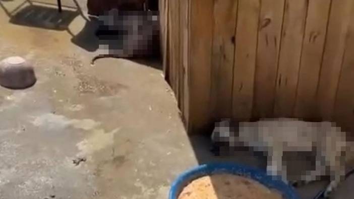 Ankara'da bir katliam daha. 5 köpek zehirlendi