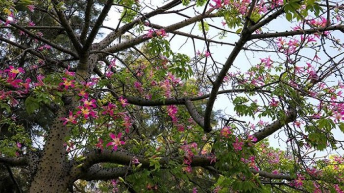'Maymun çıkmaz ağacı', sonbaharda çiçek açıyor