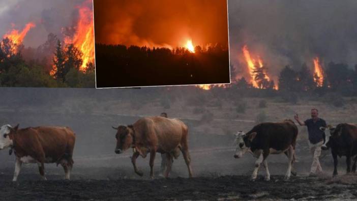 Ankara ve Bolu’daki yangında 22.saat! İnsanlar, hayvanlar alevlerin ortasında kaldı