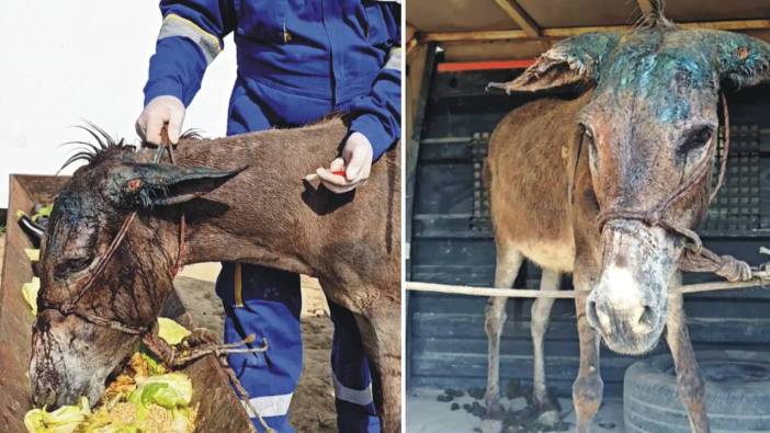 Dağ başında kanlar içinde bulundu! Her yeri kesilmiş ölüme terk edilmiş