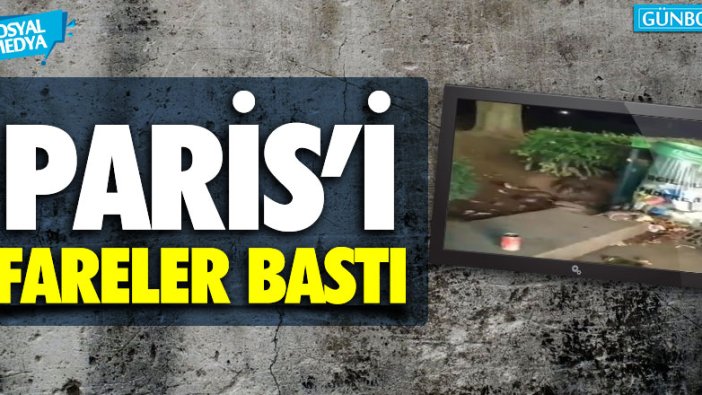 Paris'i fareler bastı!