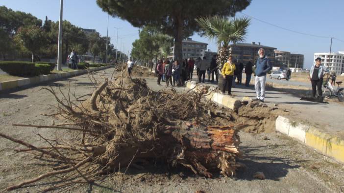 Ağaç katliamı! Yol yapımı için ağaçlar kesildi