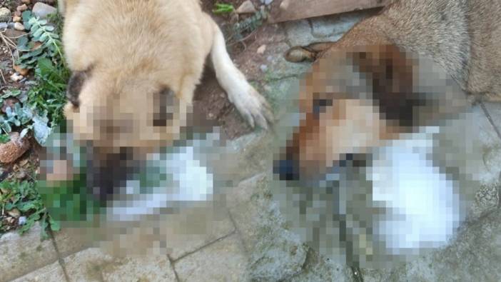Manisa'da korkunç katliam: Sokak köpekleri zehirlenerek öldürüldü