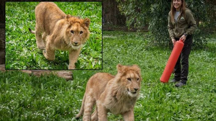 İzmir'de aslan bulundu! Sadece kedi mamasıyla aslan beslemişler...