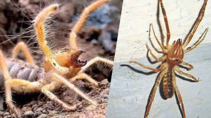 O İl Diken Üstünde! Zehirli Kabus Geri Döndü
