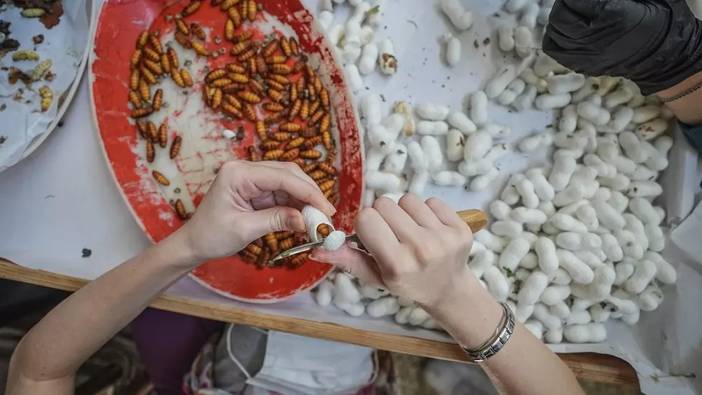 Dünyada 5 tane, Türkiye’de tek! Ayıklanıp ücretsiz dağıtılıyor