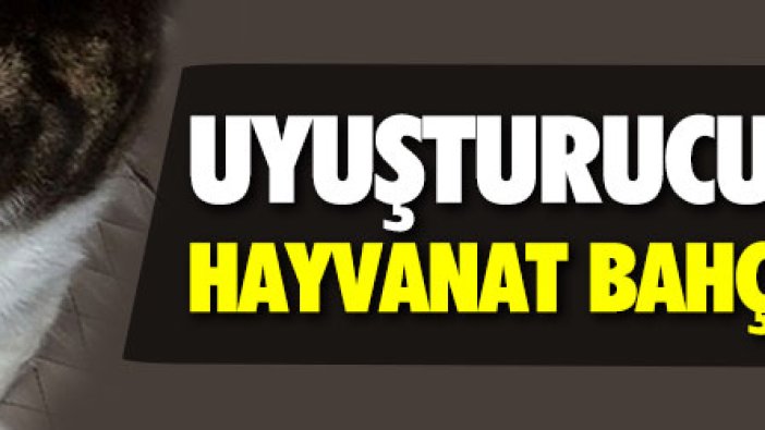 Uyuşturucu kuryesi kedi hayvanat bahçesinden kaçtı