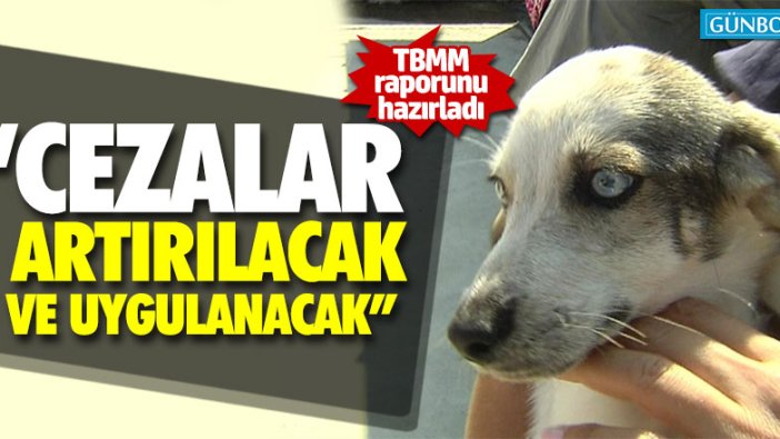 Hayvan hakları için cezalar 'artırılacak ve uygulanacak'