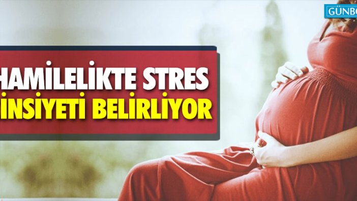 Hamilelikte stres cinsiyeti belirliyor