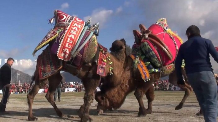 Develer küpelenecek, kimlikleri olacak