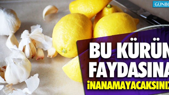 Bu kürün faydasına inanamayacaksınız!