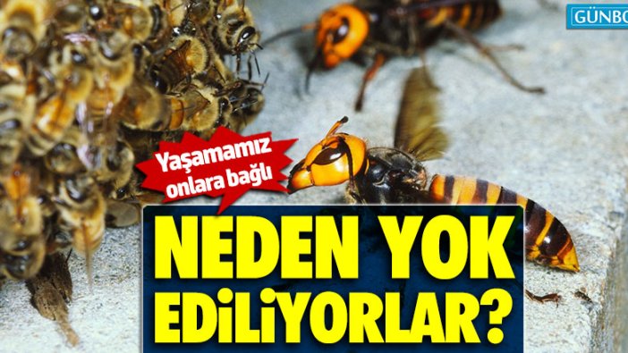 Böcekler neden yok ediliyorlar?