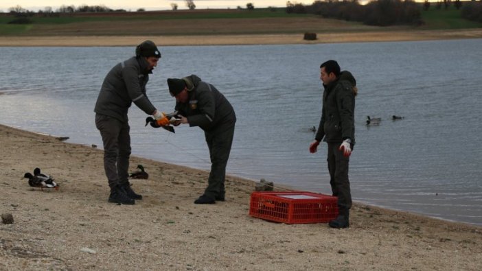 Kanatları kesilen 16 ördek canlı tuzak yapıldı!