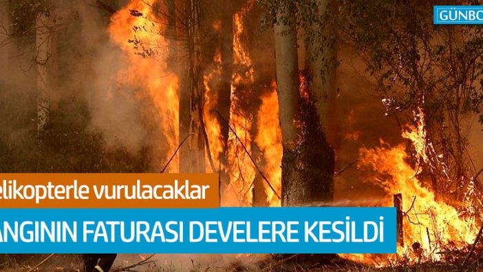 Avusturalya'daki yangınların faturası develere kesildi!