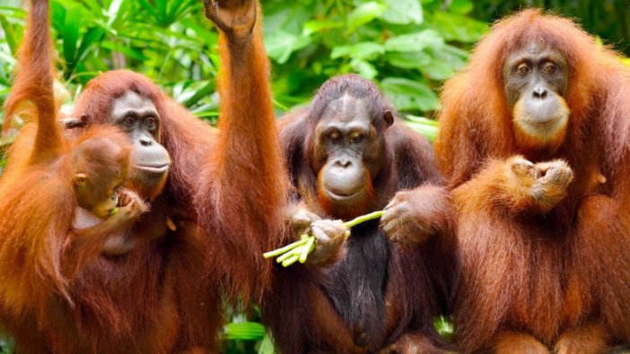 Orangutanların iletişim yetenekleri insanlardan daha gelişmiş!